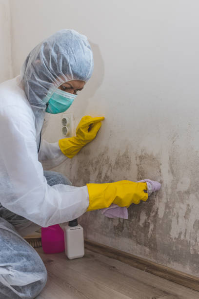 Best Environmental Consulting for Mold Prevention  in Brookville, OH