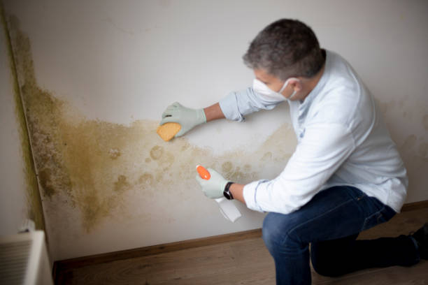 Best Dehumidification Services  in Brookville, OH