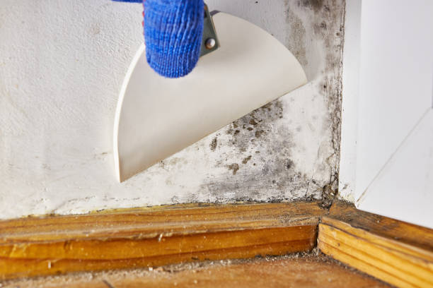 Best Mold Documentation for Insurance Claims  in Brookville, OH